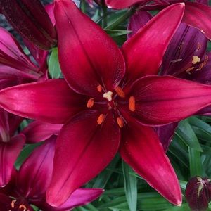 Meet your Posher, Shari